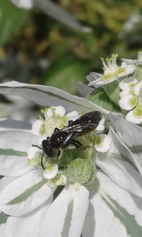 Apidae Halictinae : Sphecodes sp.?  S